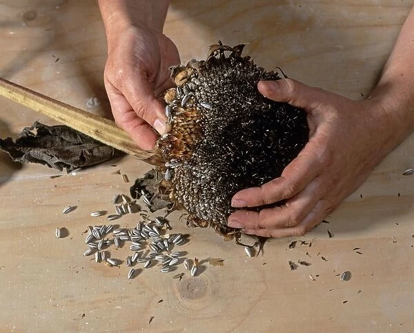 Using hands to remove sunflower seeds from dried flower head