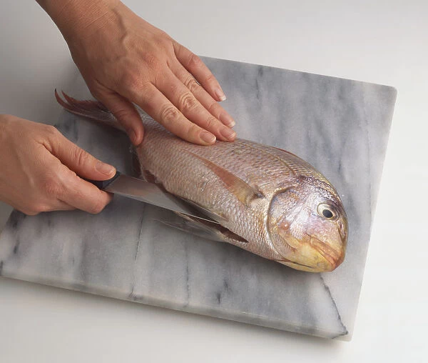 Using knife to slit belly of uncooked Sea Bass (Serranidae), high angle view
