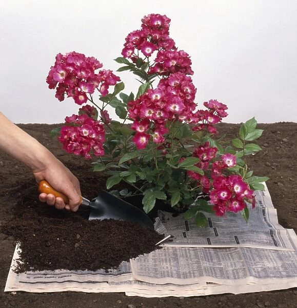 Using newspaper and trowel to mulch plant