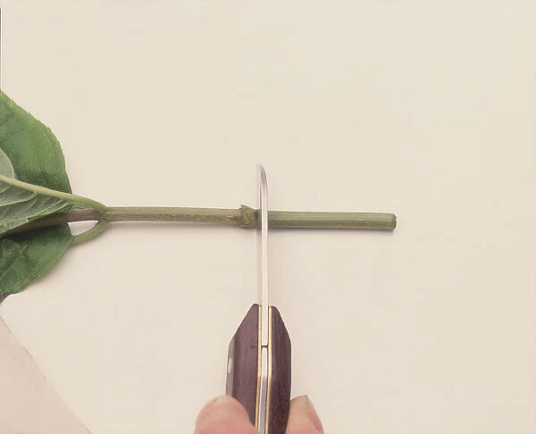 Using penknife to cut Hydrangea paniculata (panicled hydrangea) stem just below node, close-up