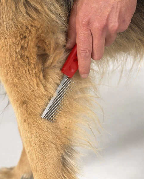 Using pet comb to groom fur on leg of long haired German Shepherd dog