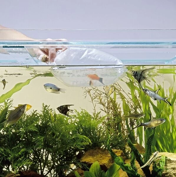 Using plastic bag to put tropical fish in tank