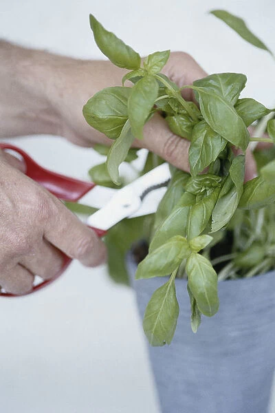 Using scissors to cut basil leaves from plant growing in pot