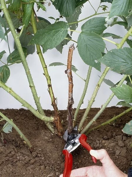 Using secateurs to prune dead stem from raspberry plant