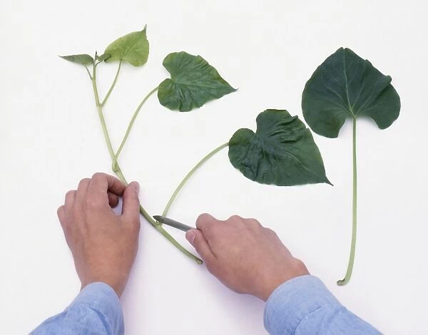 Using sharp knife to remove leaves from main stem