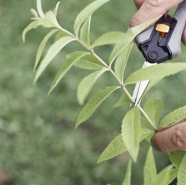 Using special garden scissors to harvest oregano leaves