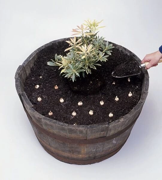 Using trowel to cover bulbs with soil in barrel
