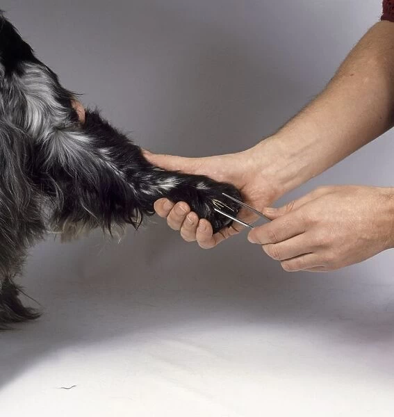 Using tweezers to remove grass from paw of Cocker Spaniel dog