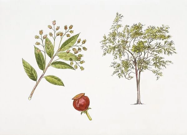 Vaccinium emirnense plant with flower, leaf and berry, illustration