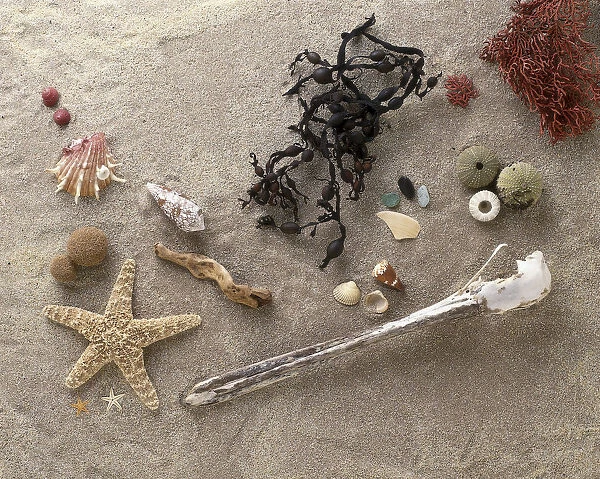 Variety of objects on beach, including shells, starfish, seaweed