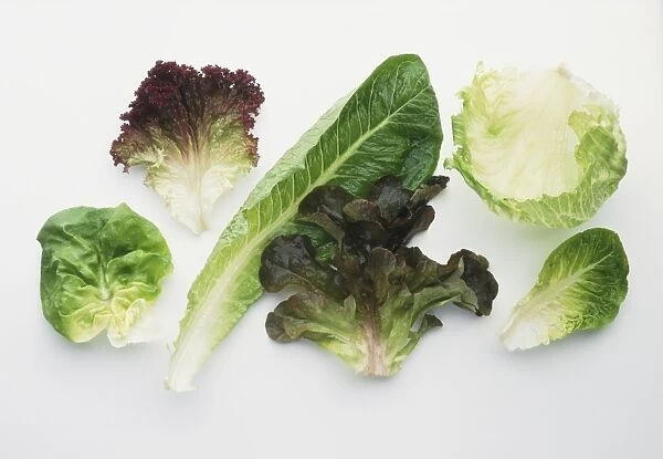 Various salad leaves