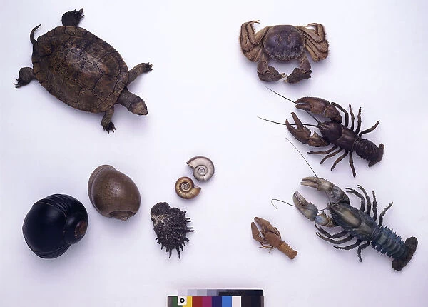 Various sea creatures, lobsters, mitten crabs, turtle and fossils