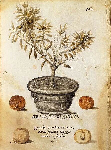 Vase with orange tree (Citrus x sinensis), illustration by Marco del Carro, 1627