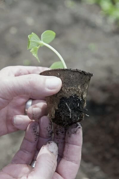 Vegetable seedling plug from biodegradable pot showing leaves and fibrous roots