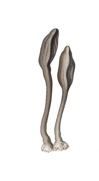 Velvety earth tongue (Trichoglossum hirsutum), illustration