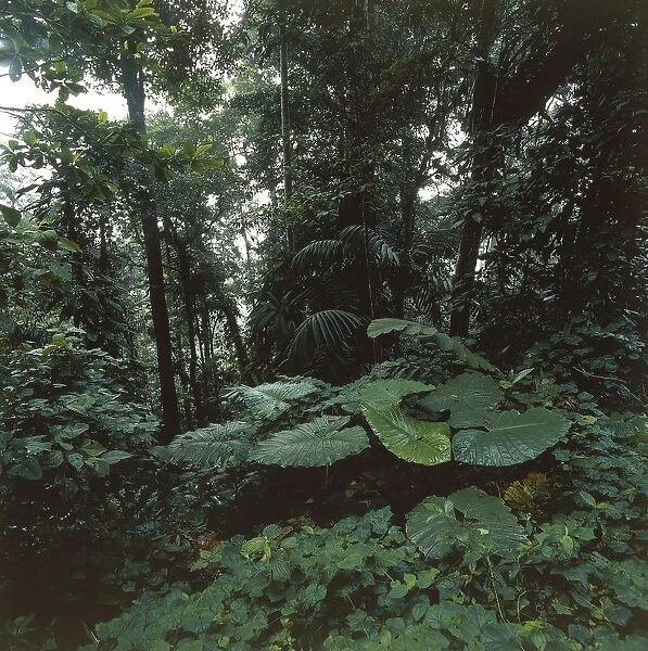 Venezuela, Aragua, Henri Pittier National Park, rainforest