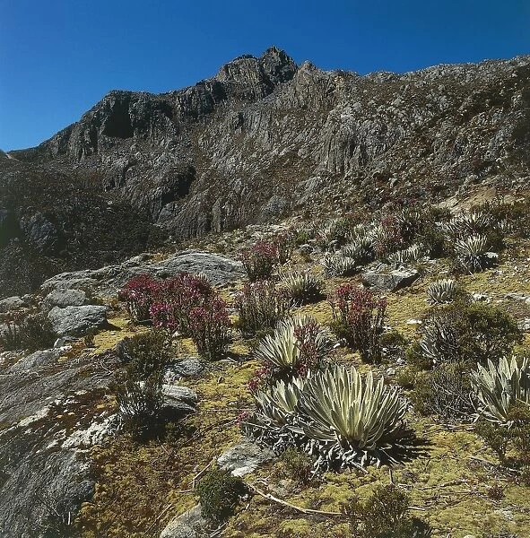 Venezuela, Merida, Andes, Sierra Nevada National Park, flora of paramo