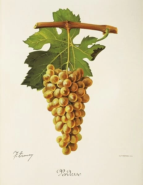 Verdesse grape, illustration by J. Troncy
