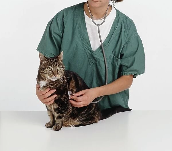 Veterinary surgeon using stethoscope to listen to breathing cat sitting on table