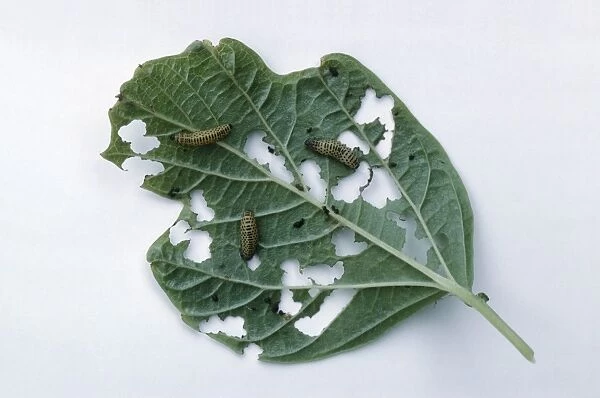 Viburnum leaf eaten by Viburnum leaf beetles (Pyrrhalta viburni)