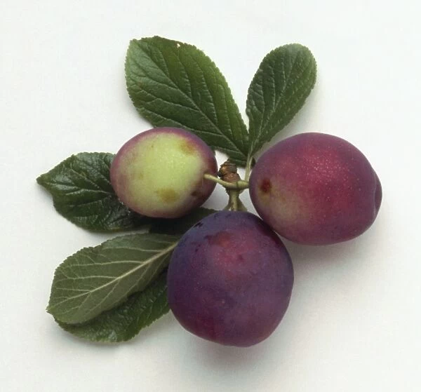 Victoria plums with leaves on white background