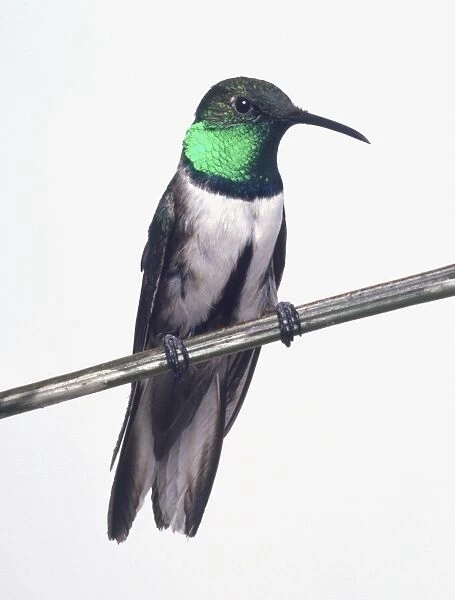 Front view of an Andean Hillstar with head in profile, perching on branch showing the slender, pointed bill, iridescent throat patch looking black or green depending on angle of view, long wings, spread tail feathers and dark belly