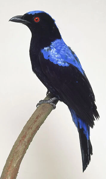 Side view of an Asian Fairy Bluebird, perched on a branch, with head in profile, showing the stout, fruit-eating bill, red eye, blue and black plumage, and long tail coverts