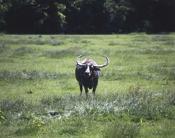 Front view of an Asian Water Buffalo (Bubalis bubalis) showing its large horns that have a wrinkled surface and curl upwards)