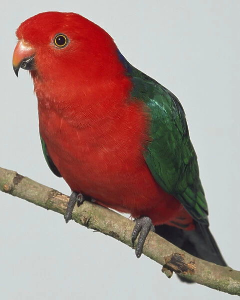 Side view of an Australian King Parrot with head in profile, perching on a branch