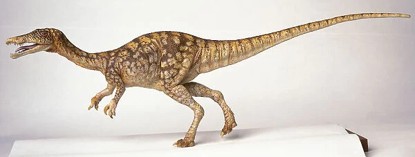 Side on view of Baryonyx with its tail in the air