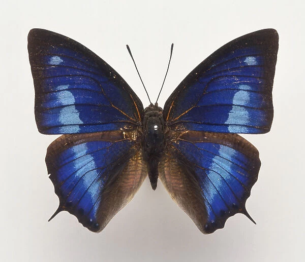 Above view blue and black butterfly with short pointed tails