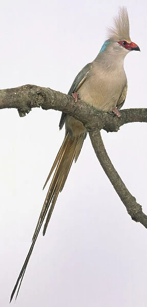 Front view of a Blue-Naped Mousebird with head in profile, perching on a branch, showing raised crest on top of the head, orange upper bill and black lower black bill, elongated central tail feathers and shorter outer tail feathers