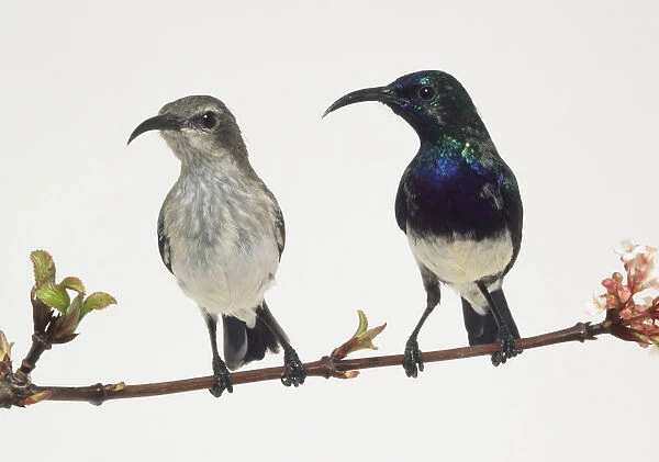 Front view of a captive male Variable Sunbird perched on a thin branch, with head in profile, with iridescent blue plumage above with a blue-violet upper breast, yellow or white belly. (Also female example perched next to the male)