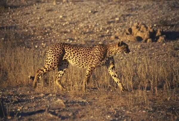 Side view of a Cheetah walking through the long grass in the Kalahari Gemsbok National Park, South Africa. May 24, 1998