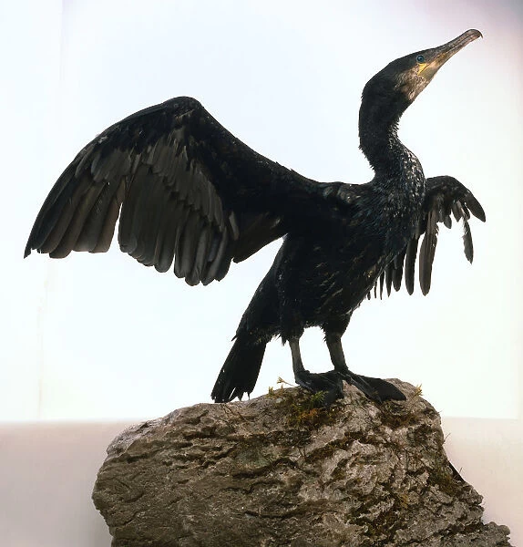 Side view of a Common Cormorant with its wings raised whilst it is standing on a rock