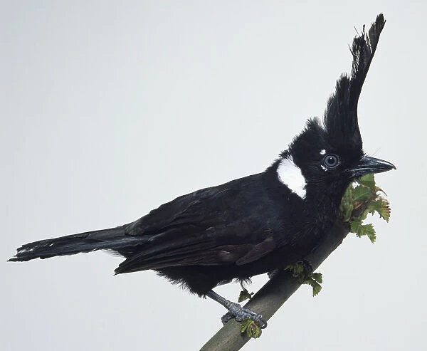 Side view of a Crested Jay, perched on a branch, showing its flat-fronted head crest, white neck patch and broad tail