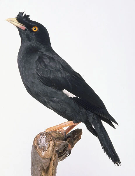 Side view of a Crested Myna, perching on a branch, with its head in profile showing the shape of the bill and the crest above