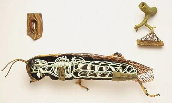 Side view of cross-section model of locust showing breathing system