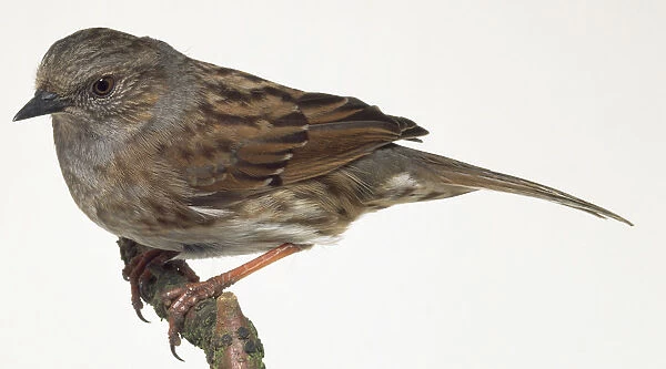 Side view of a Dunnock, perching on the edge of a thin branch in typical, crouched posture, with head in profile, and showing the grey patches on shoulder and throat