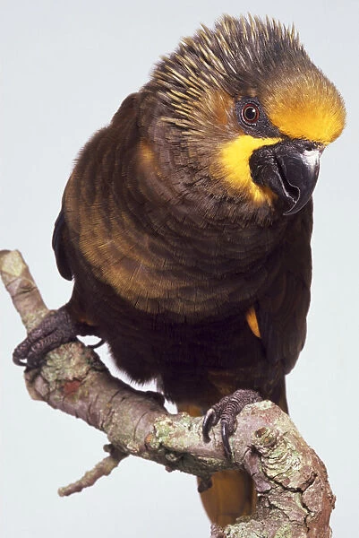 Front view of a Duyvenbodes Lory with head in profile, perching on a branch, showing the head crest ruffled with excitement, yellow wing patch, short legs and strong feet of a tree-dweller