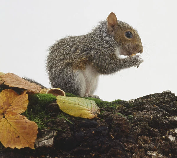 Side view of Eastern Grey Squirrel, Sciurus carolinensis, eating nut on moss-covered log