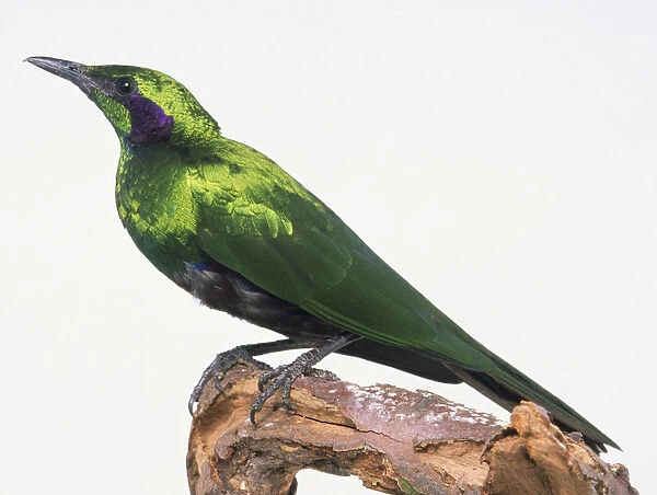 Side view of an Emerald Starling, perching on a thin branch, with head in profile and showing glossy, emerald green plumage  /  feathers