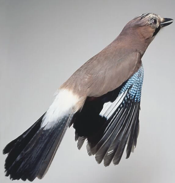 Side view of a Eurasian Jay, Garrulus glandarius, in flight, showing the barred, blue wing patch and white rump revealed when in flight