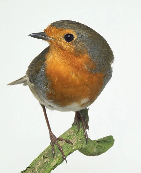 Front view of a Eurasian Robin perching on a branch in an alert posture, displaying its red breast plumage, and with its head in profile