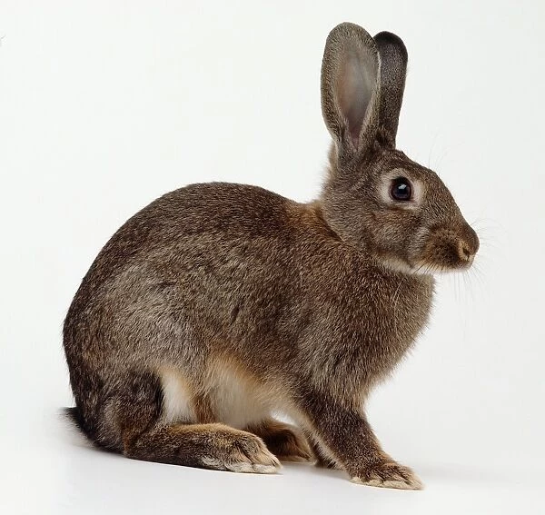 Side view of European Rabbit