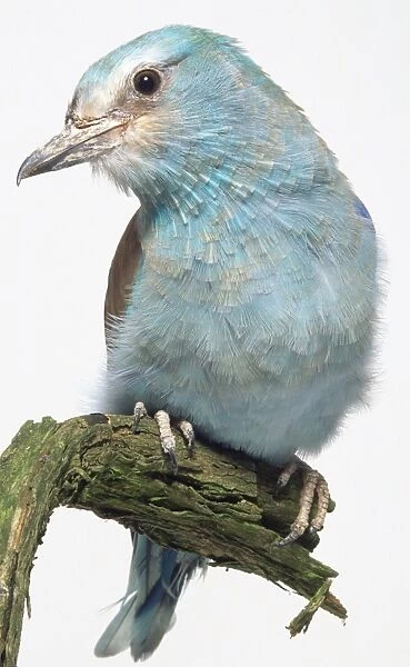 Front view of a European Roller, perching on a lichen-covered branch, a heavily built, blue bird with a square-tipped tail
