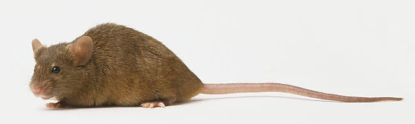 Side view of a field mouse, facing forward
