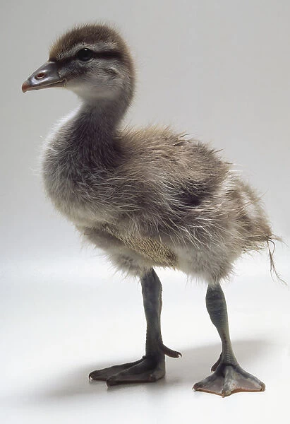 Side front view of a fourteen-day-old Maned duckling with head in profile, down for plumage and webbed feet