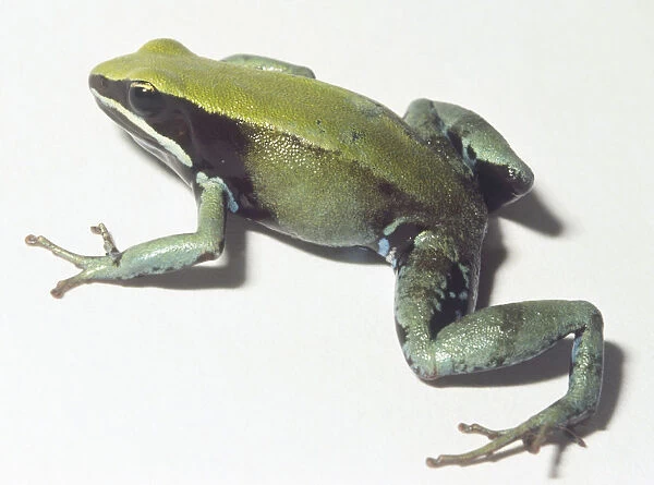 Side view of Green Mantella Frog (Mantella viridis)