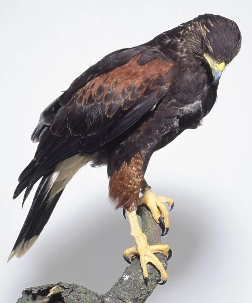 Side view of a Harriss Hawk, Parabuteo unicintus, perched on a branch with its head looking downwards